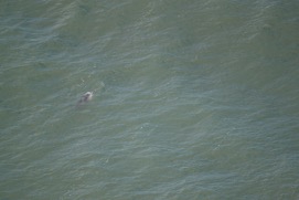 Missing Picture
